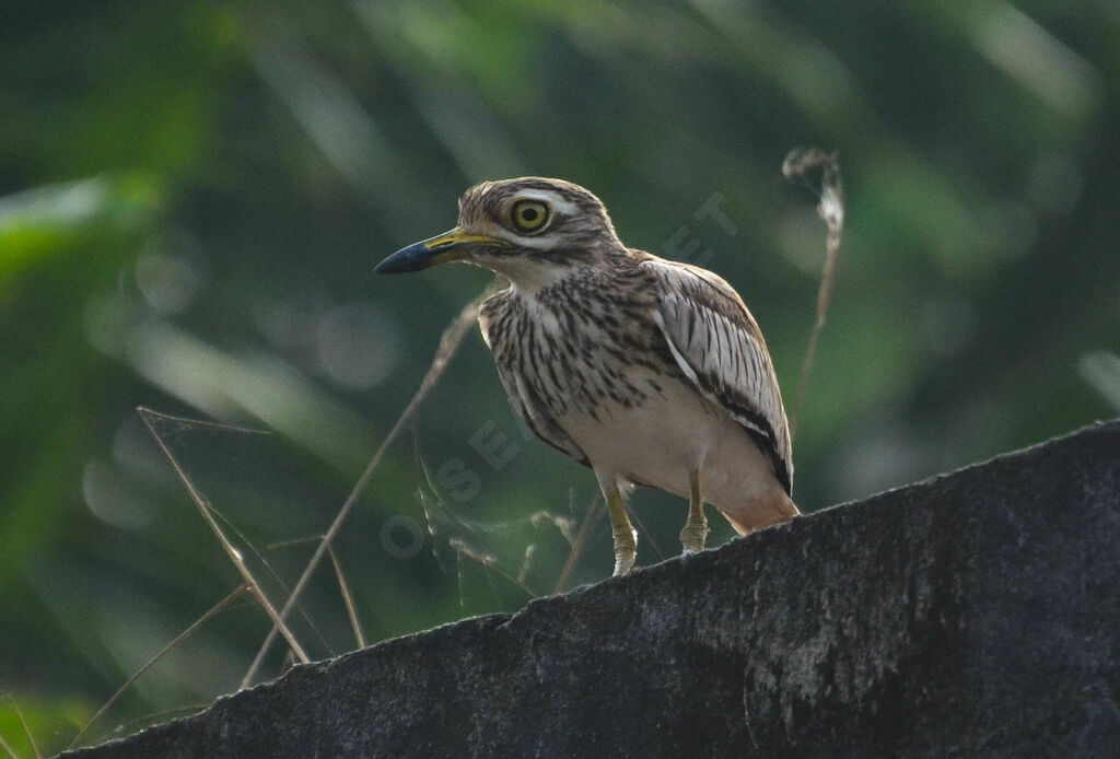 Oedicnème du Sénégaladulte, identification