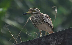 Senegal Thick-knee