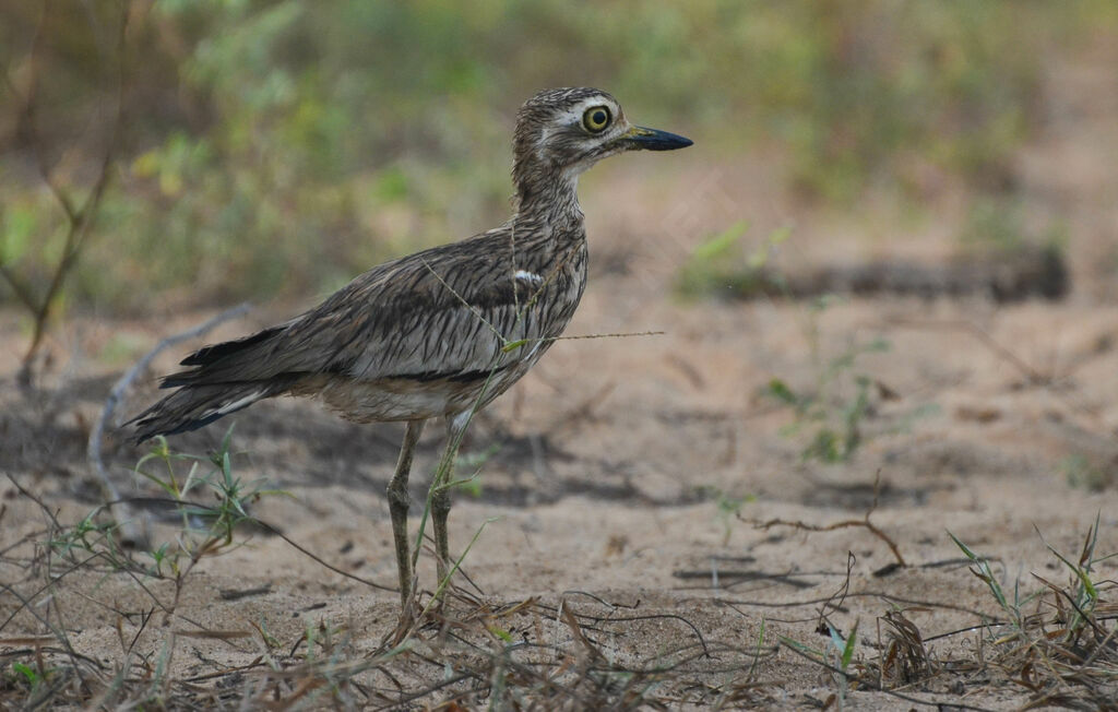 Senegal Thick-kneeimmature, identification