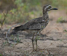 Senegal Thick-knee