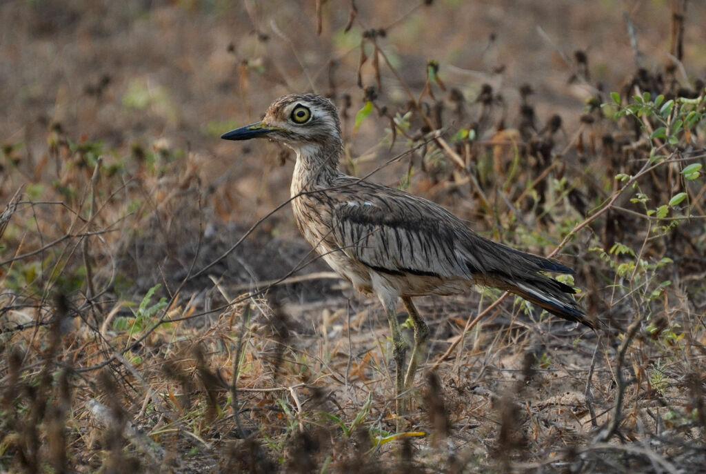 Senegal Thick-kneeimmature, identification