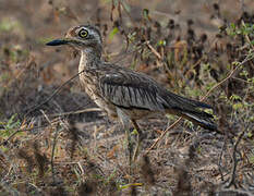 Senegal Thick-knee