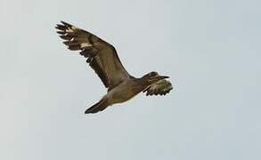 Senegal Thick-knee