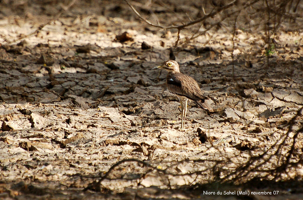 Senegal Thick-knee