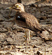 Senegal Thick-knee