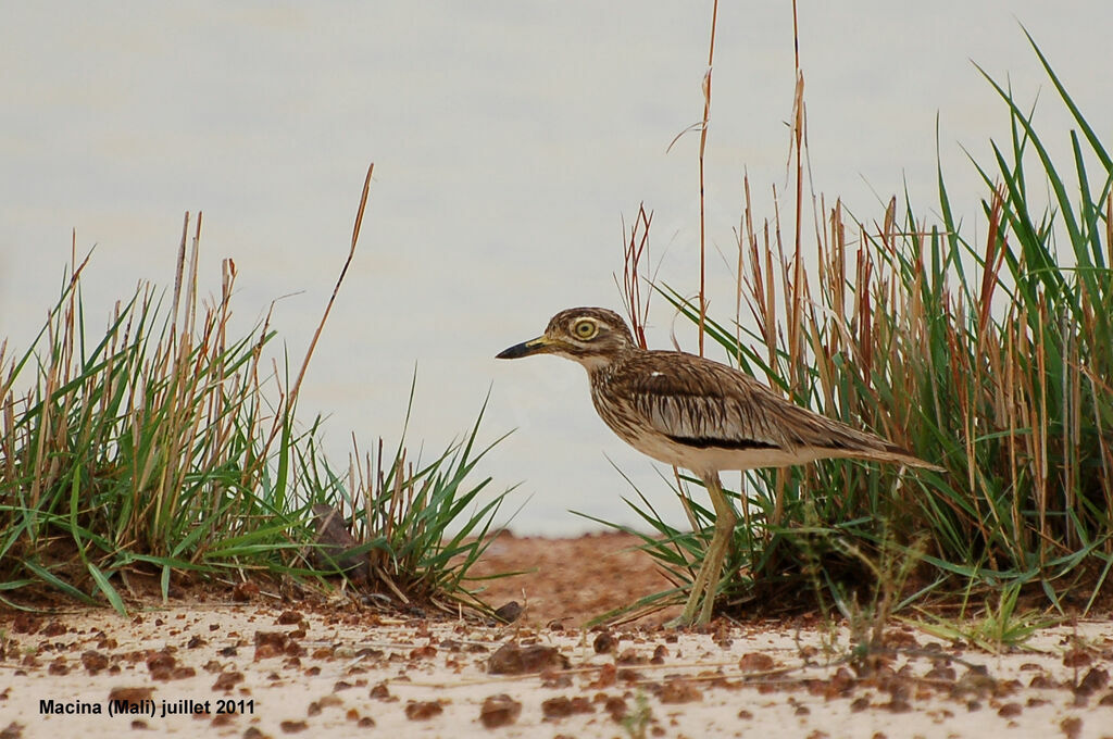 Senegal Thick-kneeadult, identification