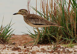 Senegal Thick-knee