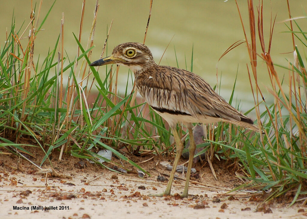 Oedicnème du Sénégaladulte, identification