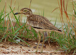 Senegal Thick-knee