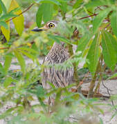 Senegal Thick-knee