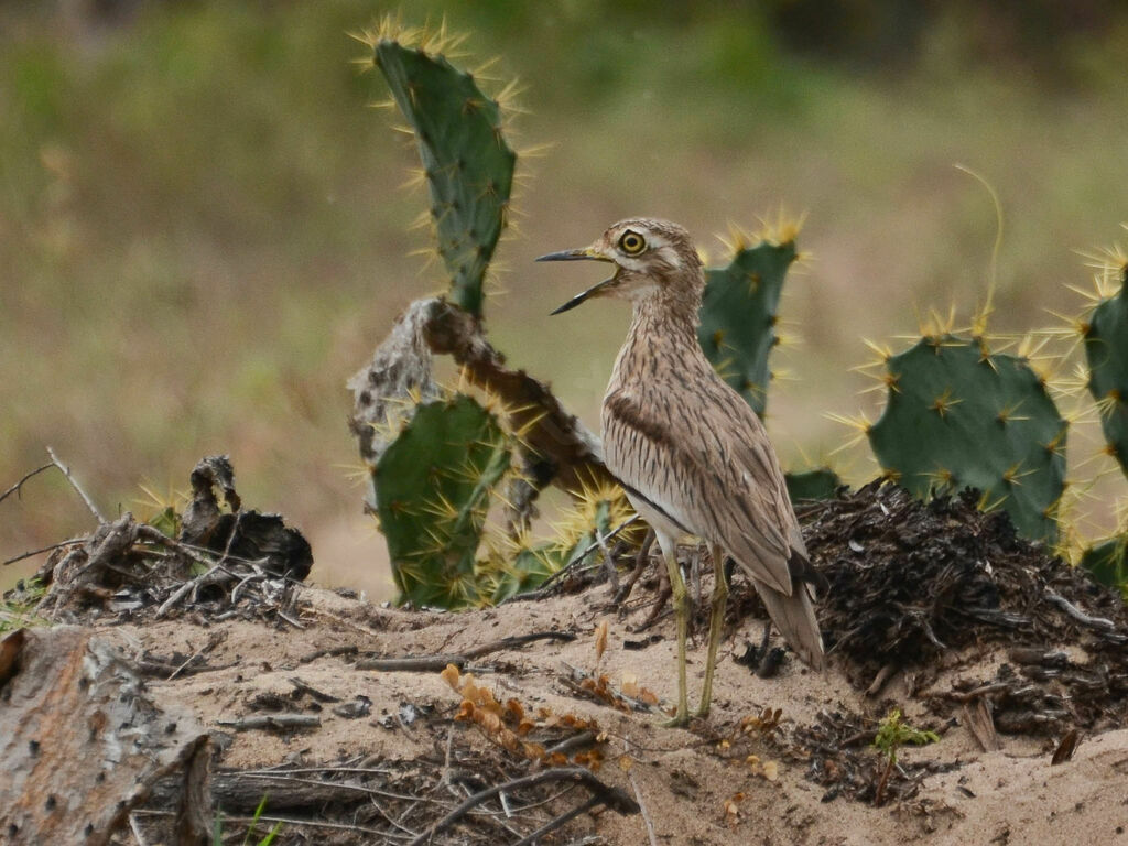 Senegal Thick-kneeadult, identification