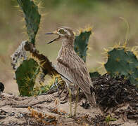 Senegal Thick-knee