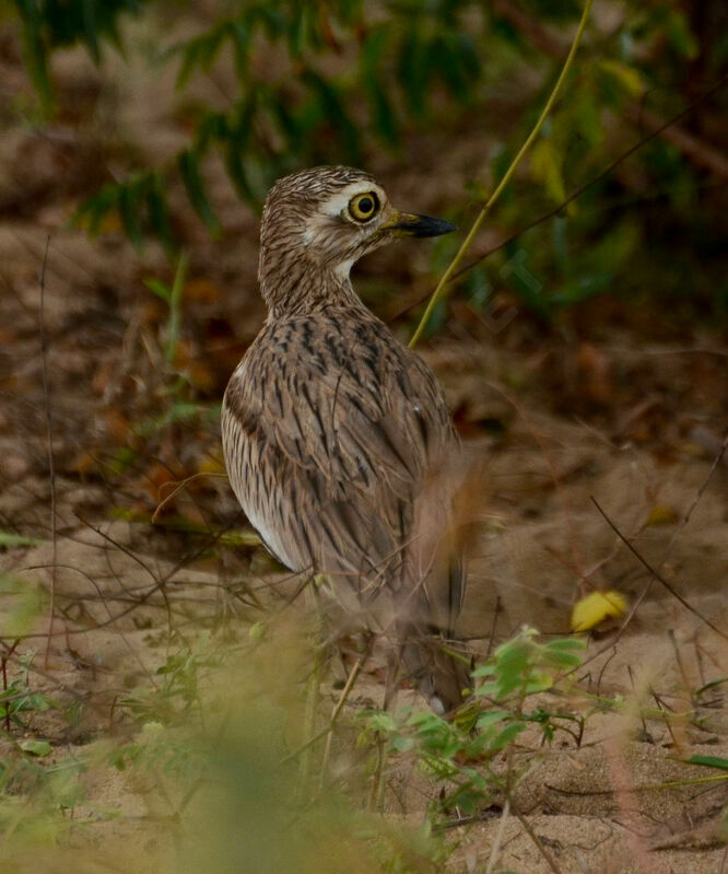 Senegal Thick-kneeadult, identification