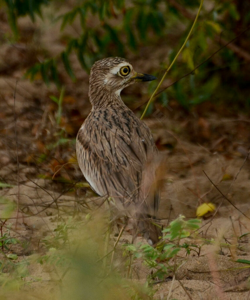 Senegal Thick-kneeadult, identification