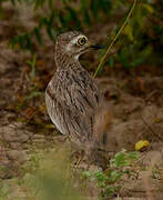 Senegal Thick-knee