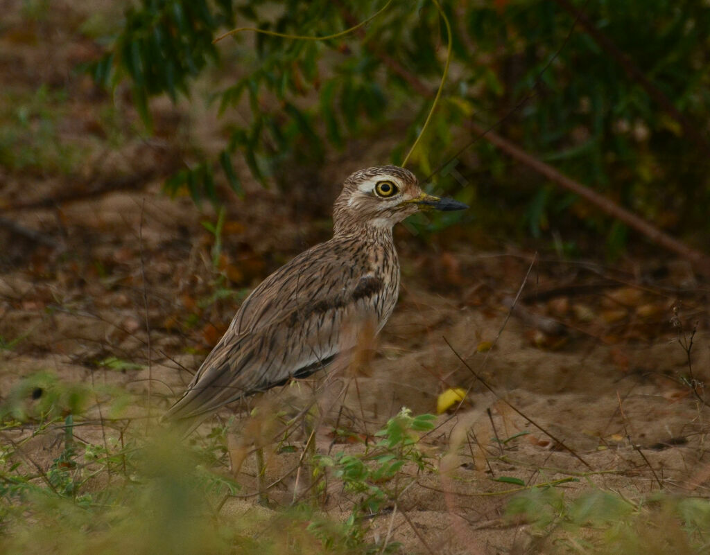 Oedicnème du Sénégaladulte, identification