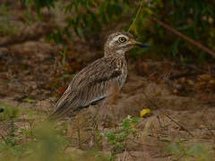 Senegal Thick-knee