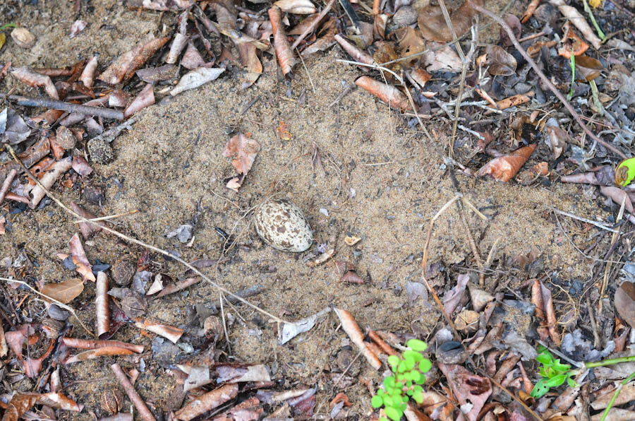 Senegal Thick-knee, Reproduction-nesting