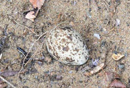 Senegal Thick-knee