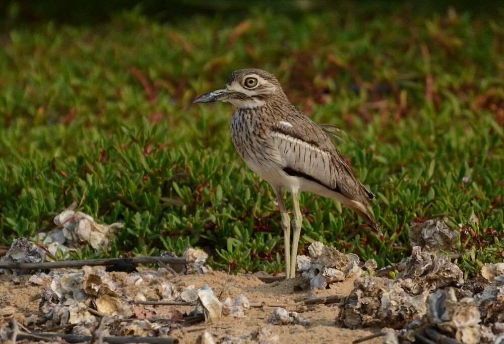 Water Thick-knee