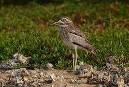 Water Thick-knee