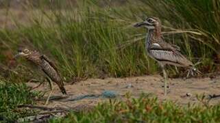 Water Thick-knee