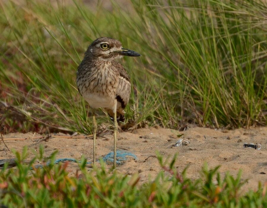 OEdicnème vermiculéimmature, identification