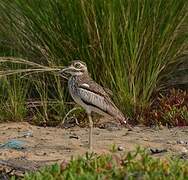 Water Thick-knee