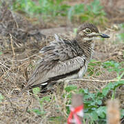 Water Thick-knee