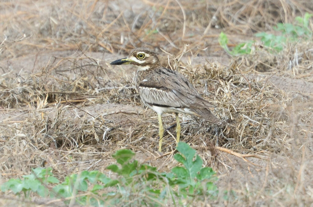 Water Thick-knee