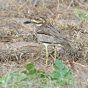 Water Thick-knee