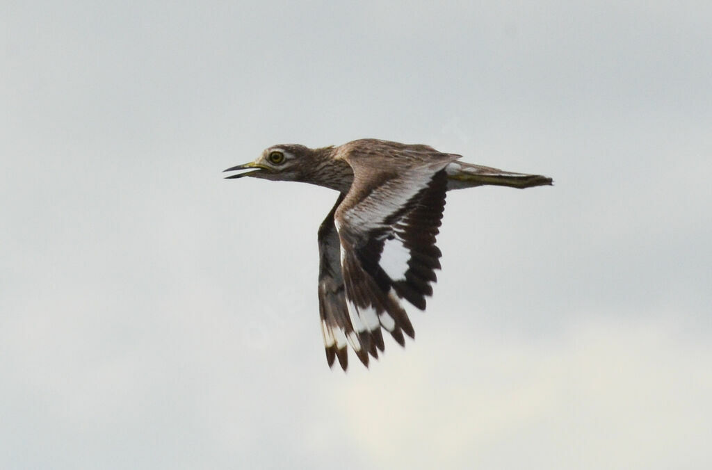 Water Thick-kneeadult, Flight