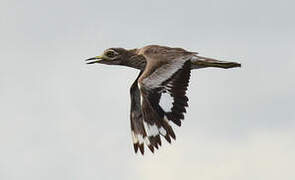 Water Thick-knee