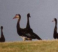 Spur-winged Goose