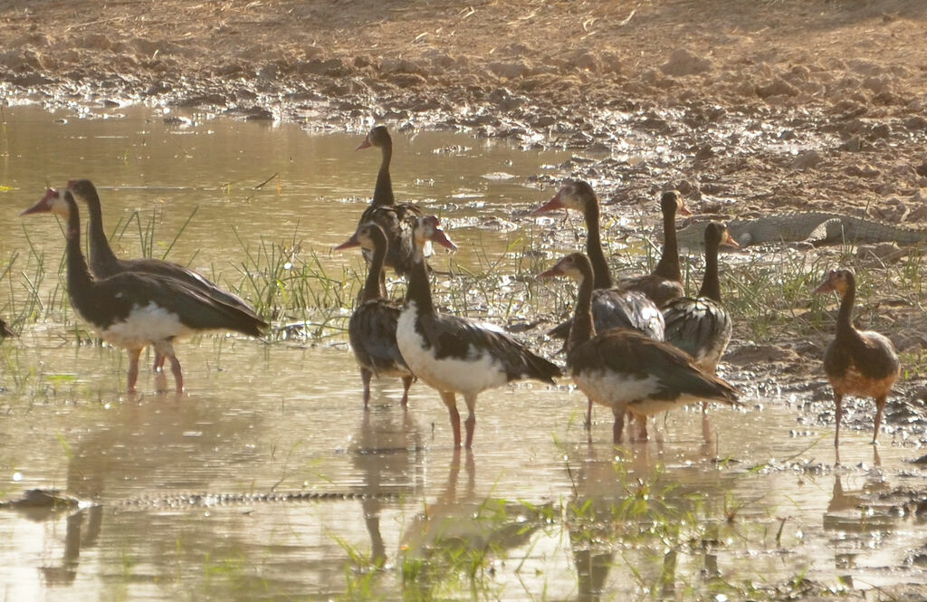 Spur-winged Gooseadult