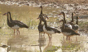 Spur-winged Goose