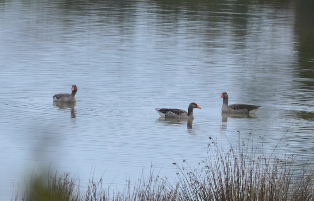 Greylag Goose