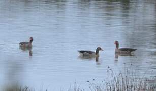 Greylag Goose