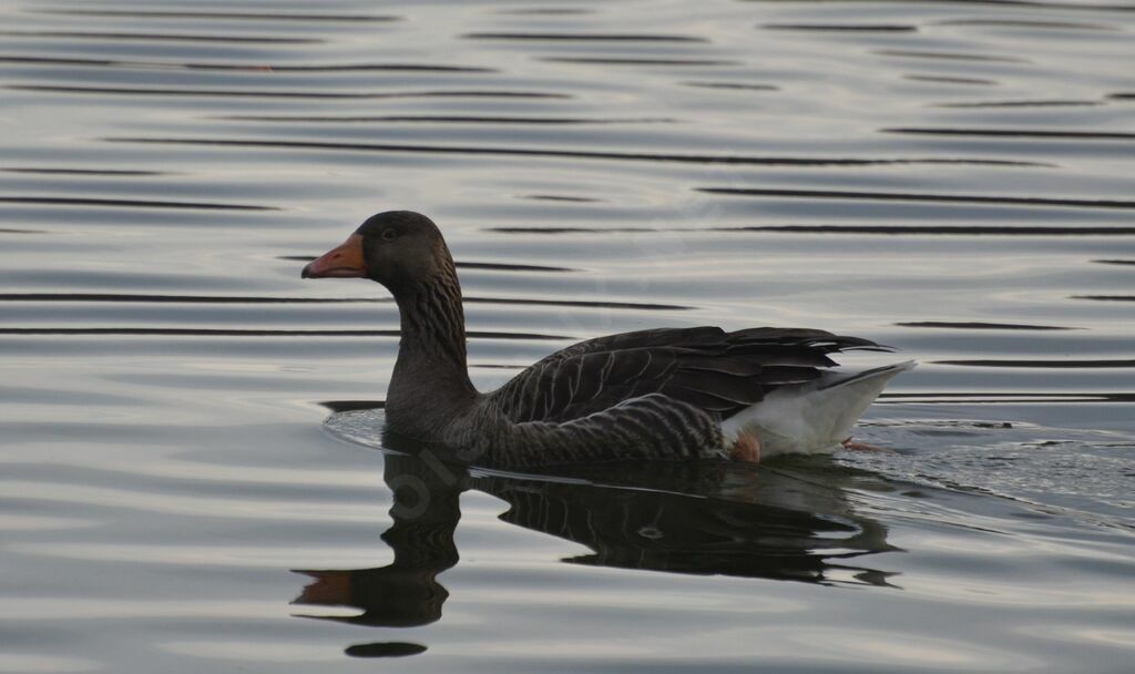 Greylag Gooseadult