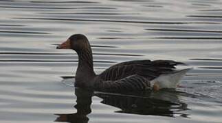 Greylag Goose