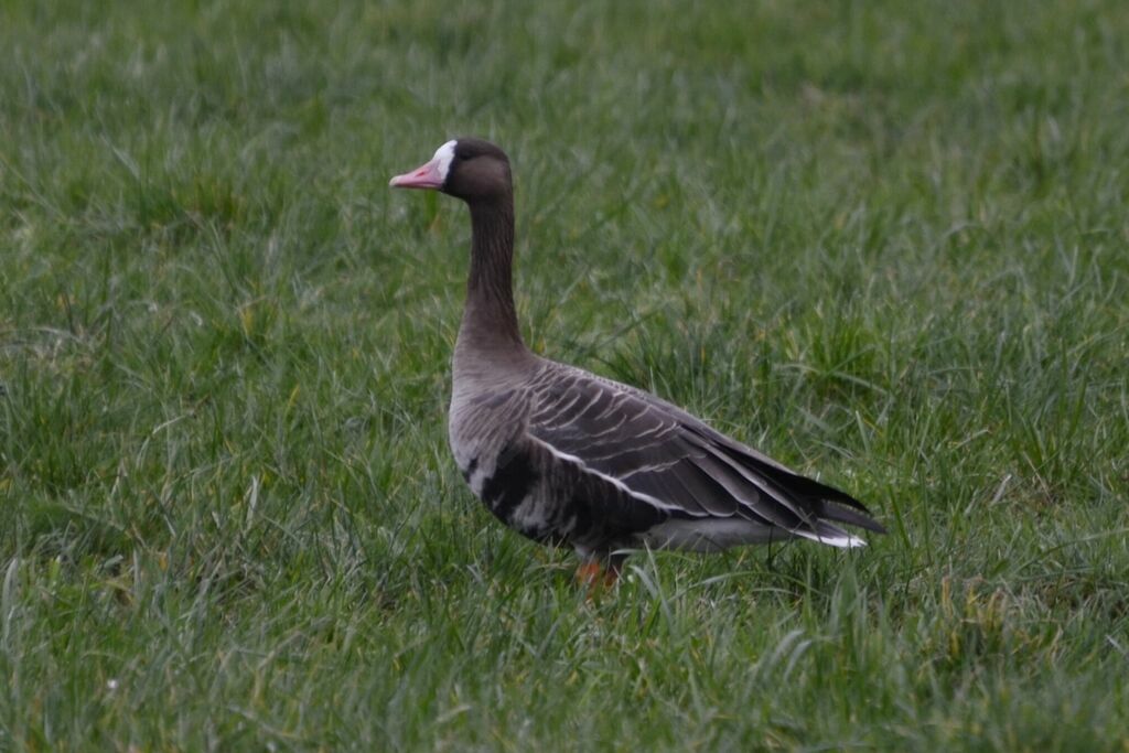 Greater White-fronted Goose, identification