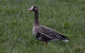 Greater White-fronted Goose