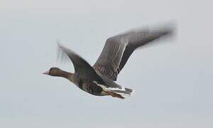 Greater White-fronted Goose