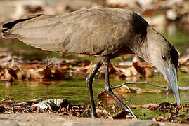 Hamerkop