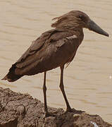 Hamerkop