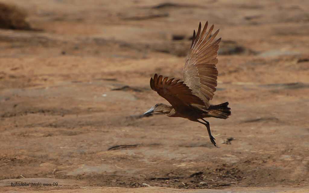 Hamerkop, Flight