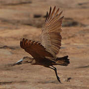 Hamerkop