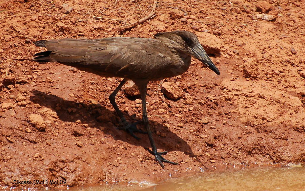 Hamerkop