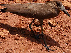 Hamerkop