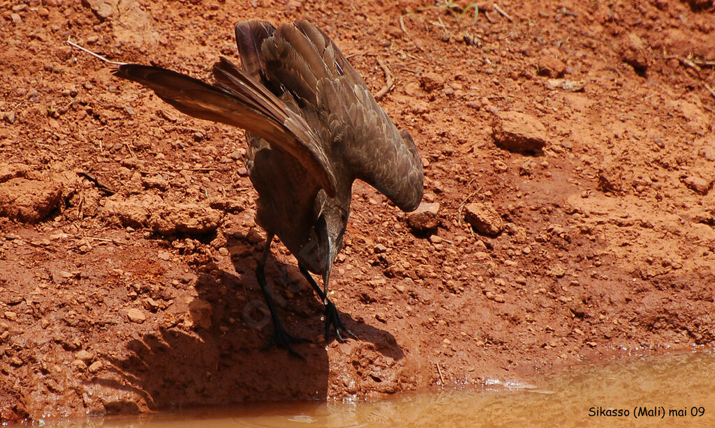 Hamerkop